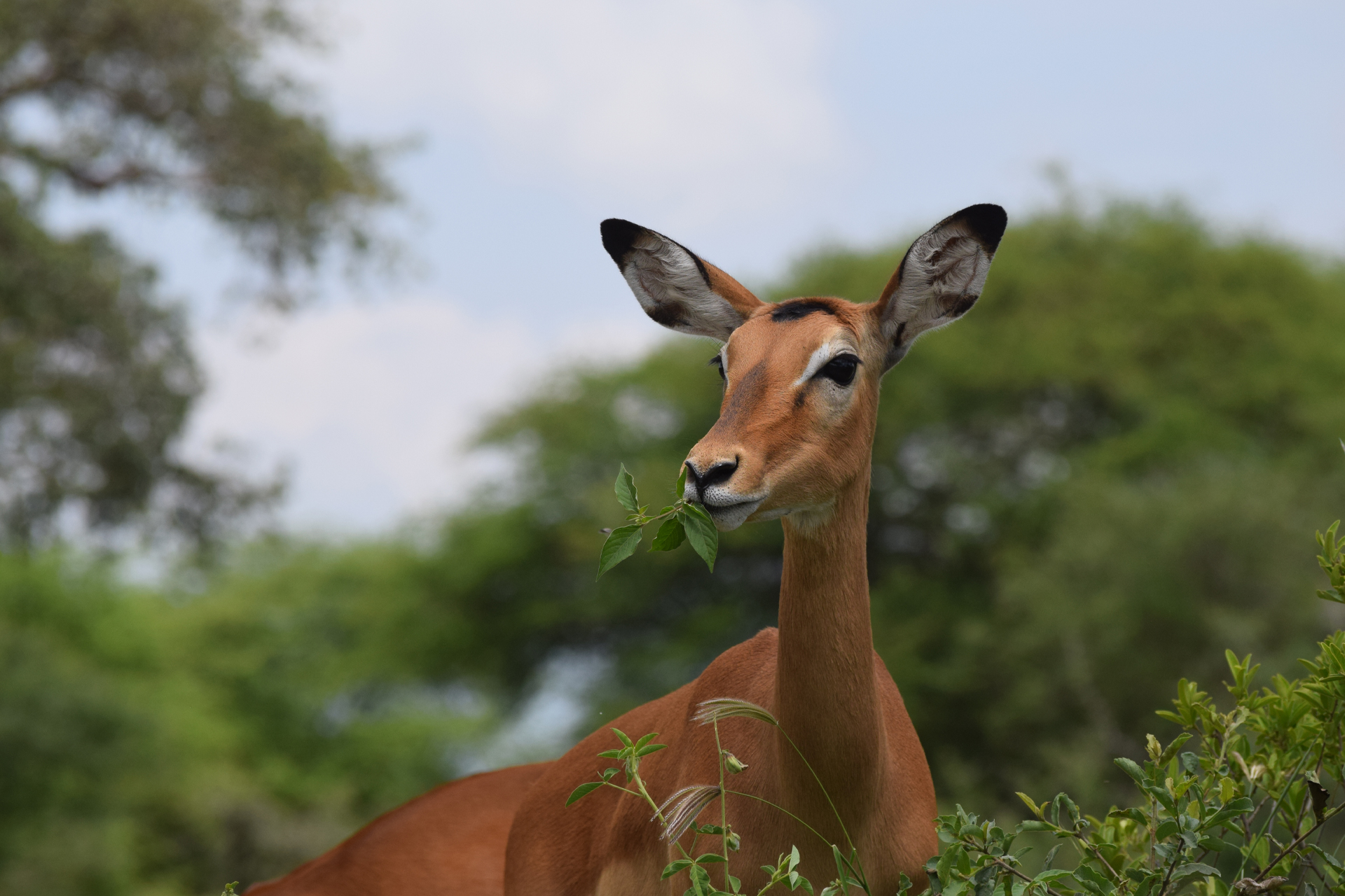 2Days-Tarangire-and-Ngorongoro-crater-Safari